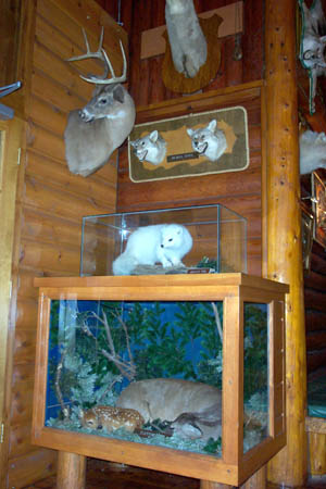 Pines Theatre - Display